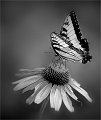 237 - BUTTERFLY WITH CONE FLOWER - NGUYEN KIM-LOAN - united states
